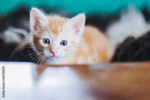 Portrait d'un mignon petit bébé chaton tigré roux aux yeux bleus à la maison © PicsArt