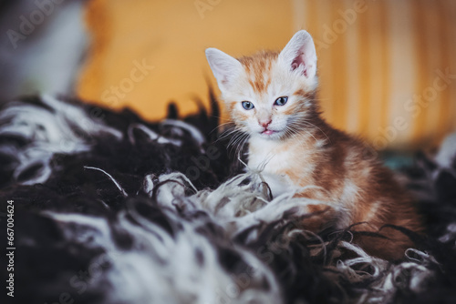 Portrait d'un mignon petit bébé chaton tigré roux à la maison © PicsArt