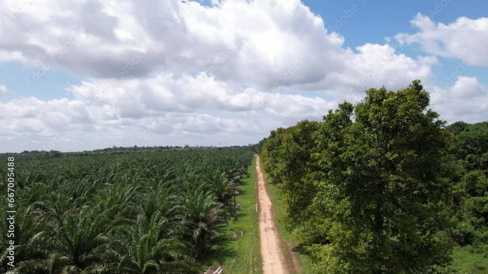 Açaí palm tree farmland is vital to the economy of the Amazonas, Brazil