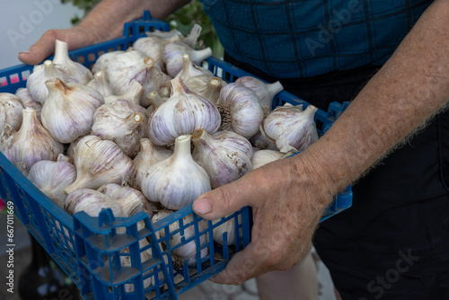 Hands of farmer holding vegetable box whith harvested garlic . Agriculture, organic farming concept