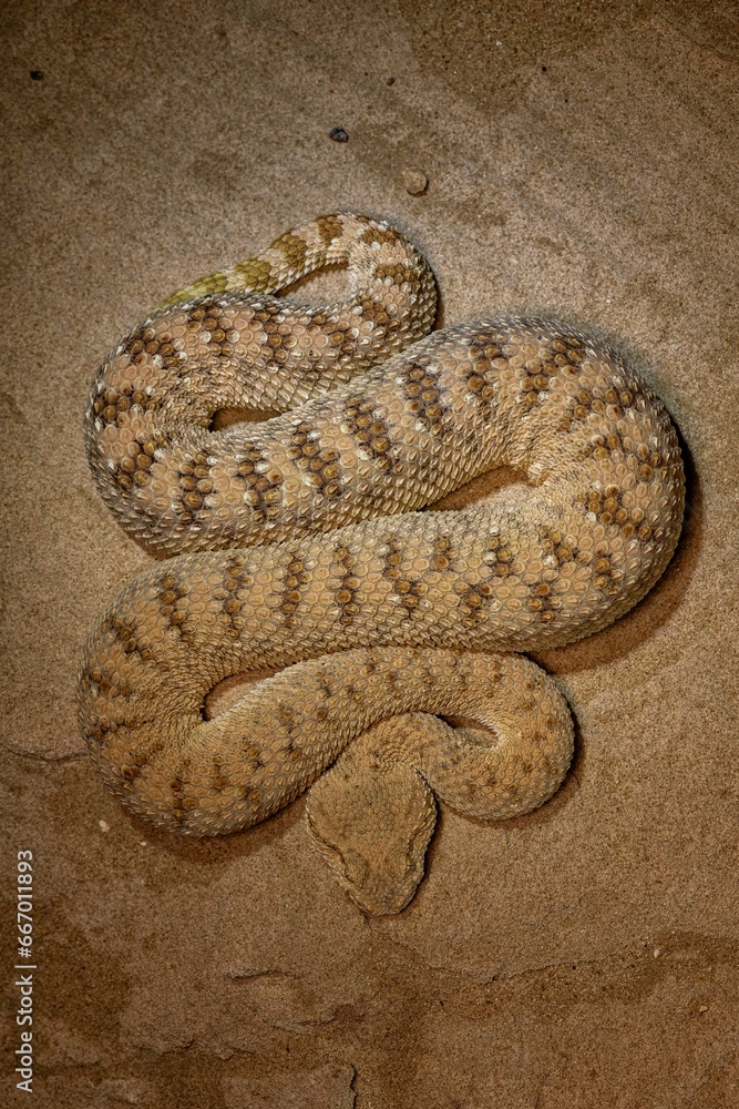 Obraz premium a large brown snake with a long striped tail and a small belly sitting on the