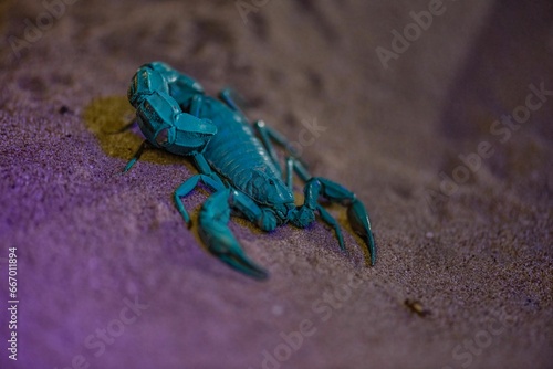 a blue scorpion sitting on a purple surface with it's claws