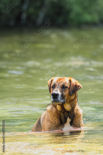 A beautiful dog sits on the bank of the river. The dog swims in clear  blue water. Background with copy space