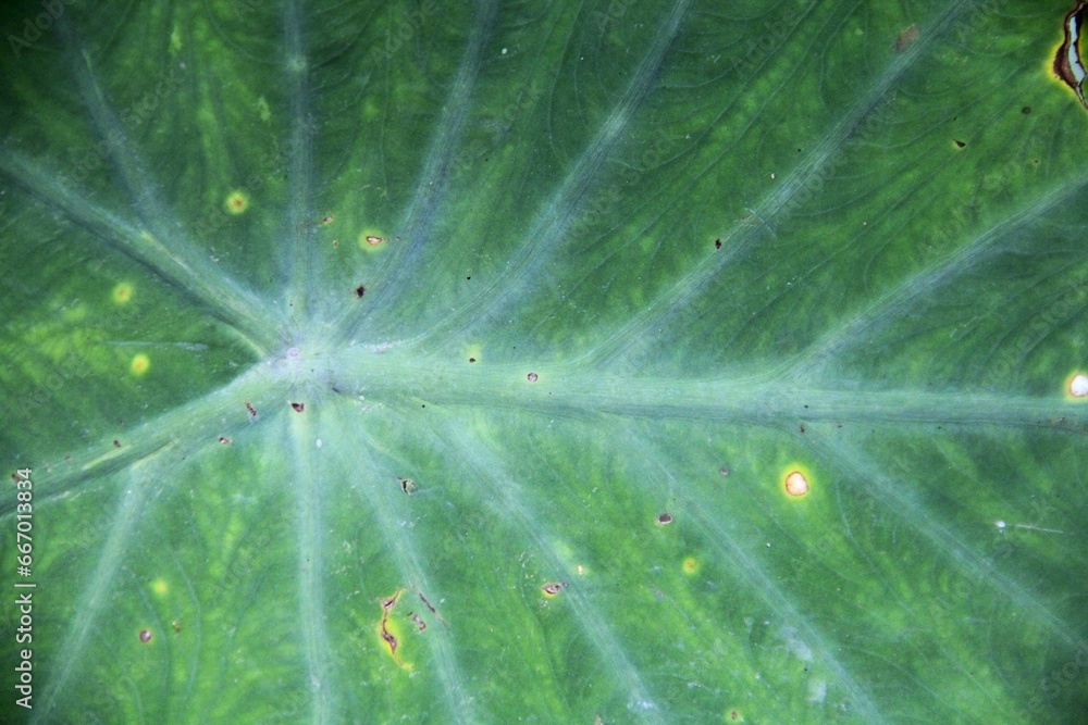 Discover the Intricate Textures of Taro Leaves Discover the Intricate Textures of Taro Leaves