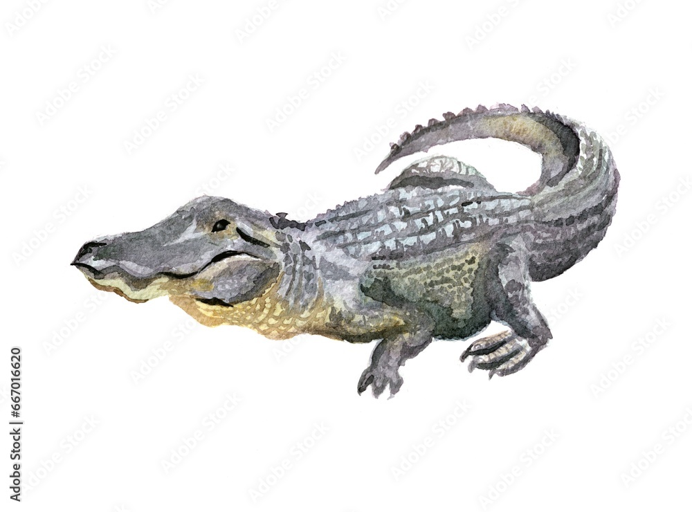 Fototapeta premium Watercolor illustration of aligator. Hand drawn illustration picture, traditional technique. Animal art, picture for the alphabet, encyclopedia, children's illustration.