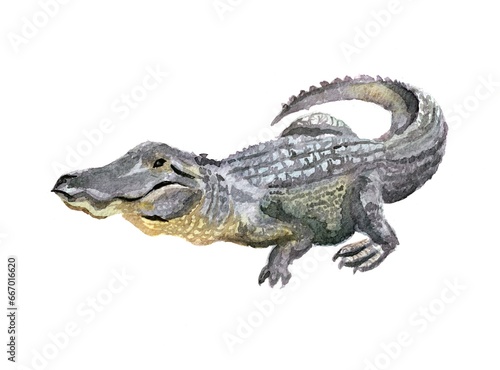 Watercolor illustration of aligator. Hand drawn illustration picture, traditional technique. Animal art, picture for the alphabet, encyclopedia, children's illustration. © Arina