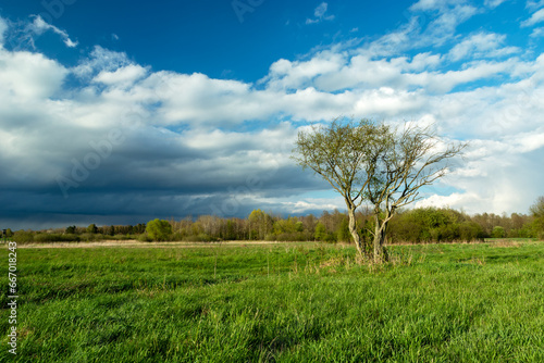 A bush growing in a green meadow and a cloudy sky