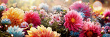 Beautiful floral garden banner with dahlias and cosmos flowers at sunset backlit. Summertime nature background