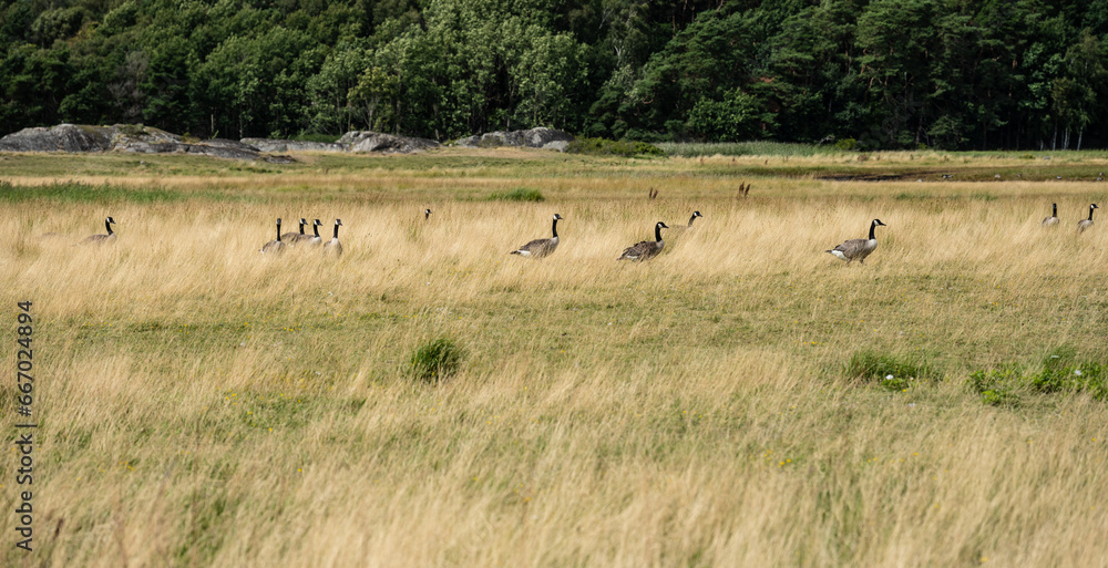 Flock of canada geese in a field. Flock of canada geese in a field.