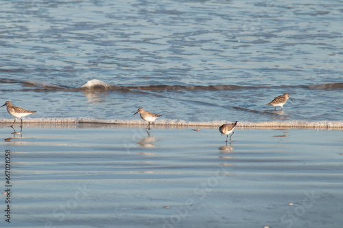 flock of seagulls on the beach