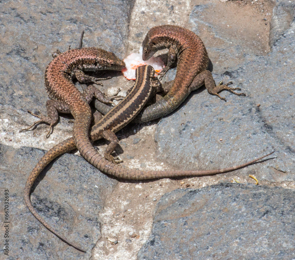 Obraz premium Geckos