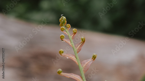 close up of a flower