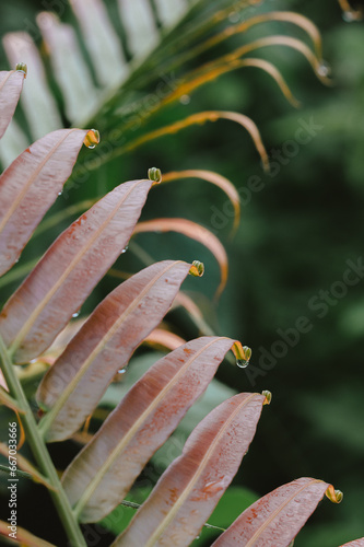 close up of a leaf