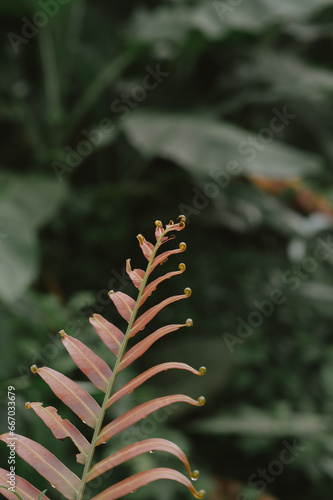 fern leaf in the forest