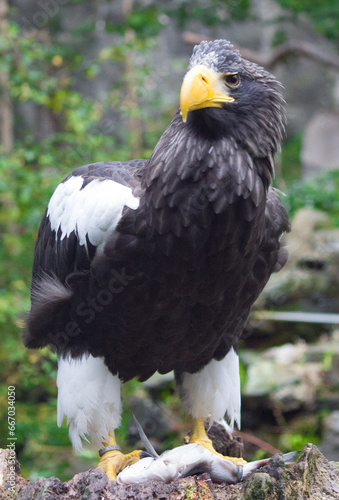 Stellers Sea Eagle