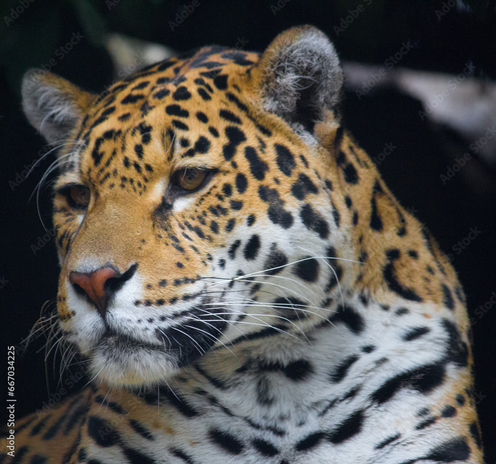 Fototapeta premium Jaguar