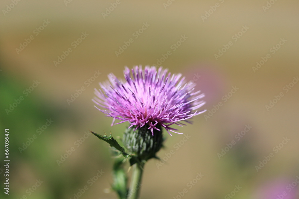 一輪のアザミの花
一輪のアザミの花