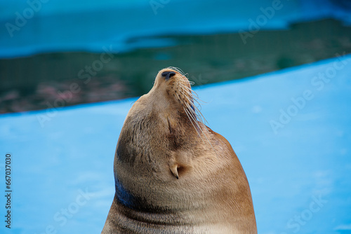  sea lion sea animal in the zoo