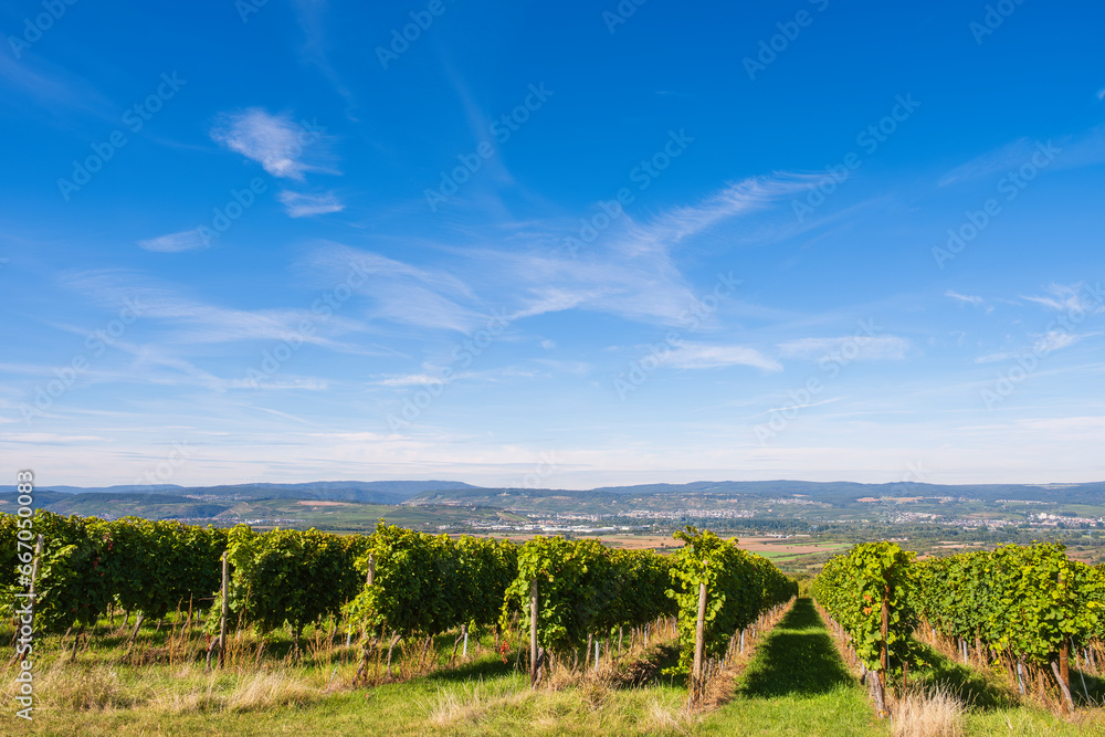 Vineyard at Laurenziberg/Germany on a sunny autumn day