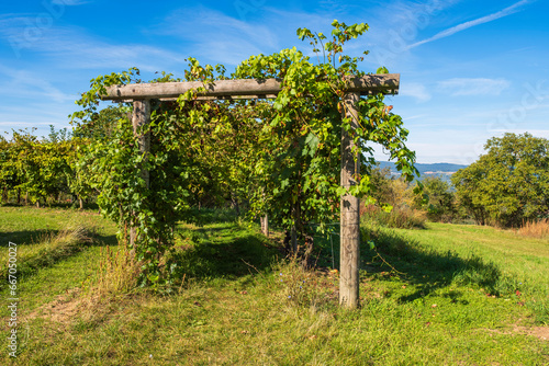 Arcade overgrown with vines at Jakobsberg Monastery on Laurenziberg/Germany in autumn