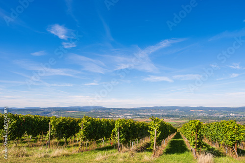 Vineyard at Laurenziberg/Germany on a sunny autumn day