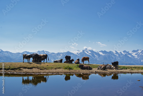 Cows in the snowy mountains