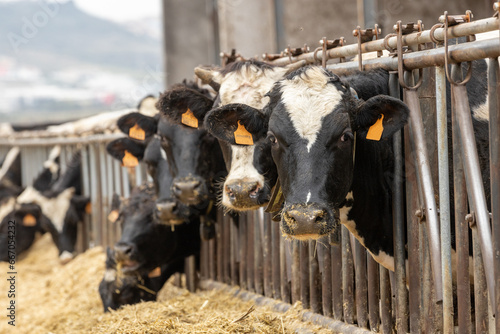 Dairy cows at the feedbunk photo