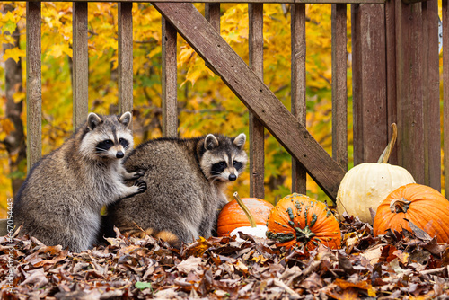 Two young raccoon friends checking out fall decorations (pumpkins) on a wooden deck against a background of fall foliage.