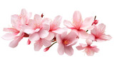 A bunch of beauty pink flowers , transparent PNG