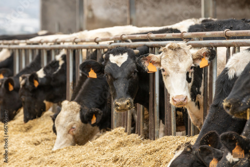 Dairy cows at the feedbunk photo