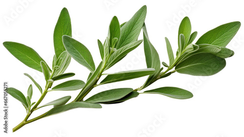 A bunch of green leaves on a white background , transparent PNG
