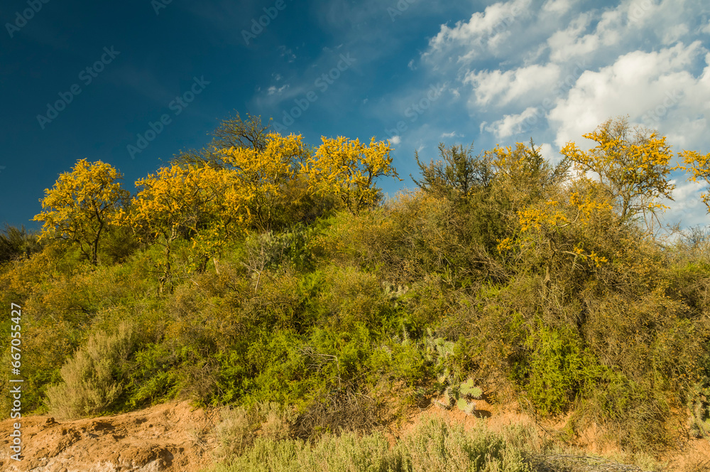 Chañar tree in Calden forest, bloomed in spring,La Pampa,Argentina Chañar tree in Calden forest, bloomed in spring,La Pampa,Argentina