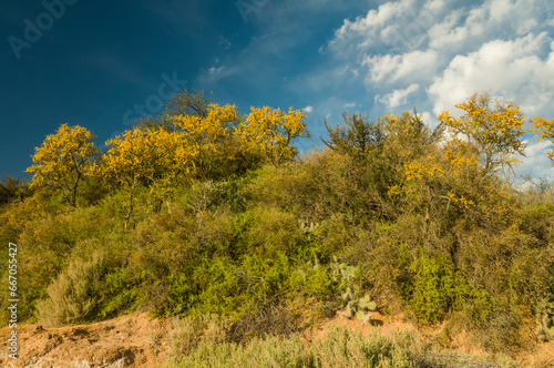 Cha  ar tree in Calden forest  bloomed in spring La Pampa Argentina