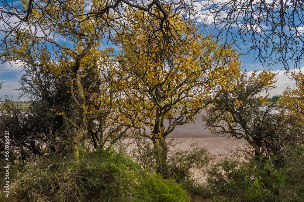 Chañar tree in Calden forest, bloomed in spring,La Pampa,Argentina Chañar tree in Calden forest, bloomed in spring,La Pampa,Argentina