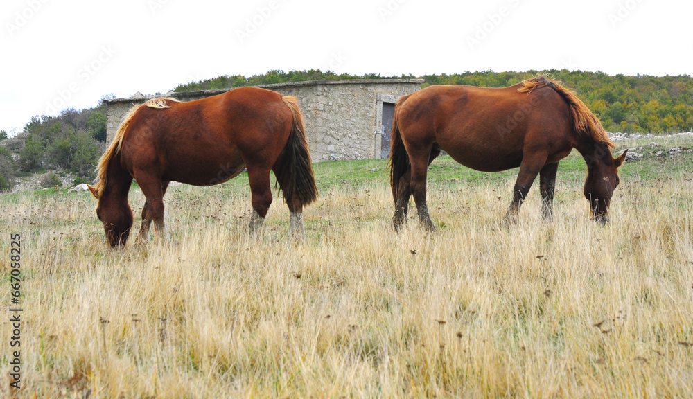 cavalli gemelli disposti in modo speculare mangiano l'erba nella prateria cavalli gemelli disposti in modo speculare mangiano l'erba nella prateria