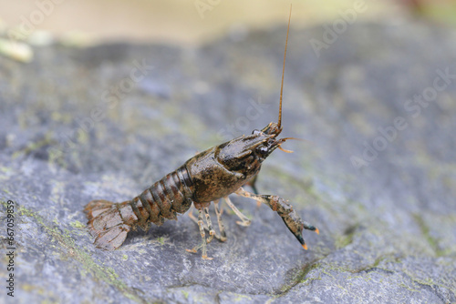 Crayfish (latin name is Faxonius limosus), native to America, invasive and alien species in Europe.