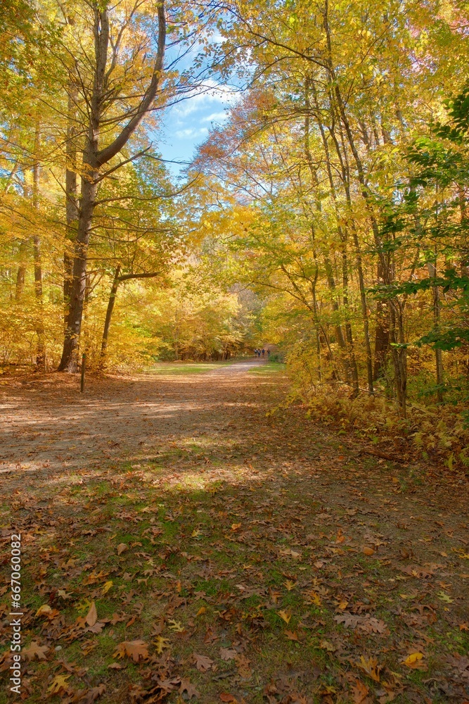 Naklejka premium autumn in the forest