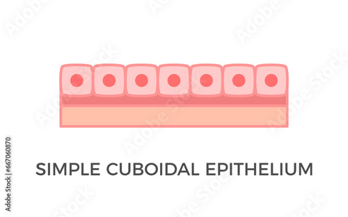 Simple cuboidal epithelium. Epithelial tissue types. A single layer of cube-like cells that provide protection and may be active or passive depending on the location. Medical illustration. Vector. photo