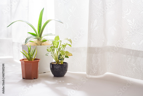 窓際で育てる観葉植物