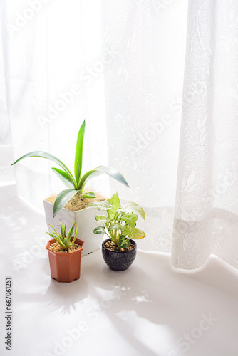 窓際で育てる観葉植物 © ritsuki