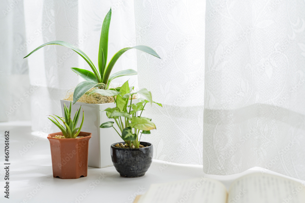 Fototapeta premium 窓際で育てる観葉植物