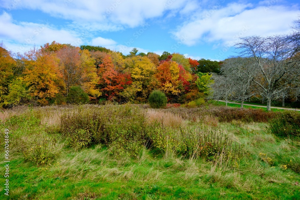 autumn trees in the forest autumn trees in the forest