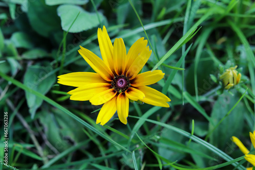 Black-Eyed Susan Rudbeckia hirta is a Maryland native plant and our state flower