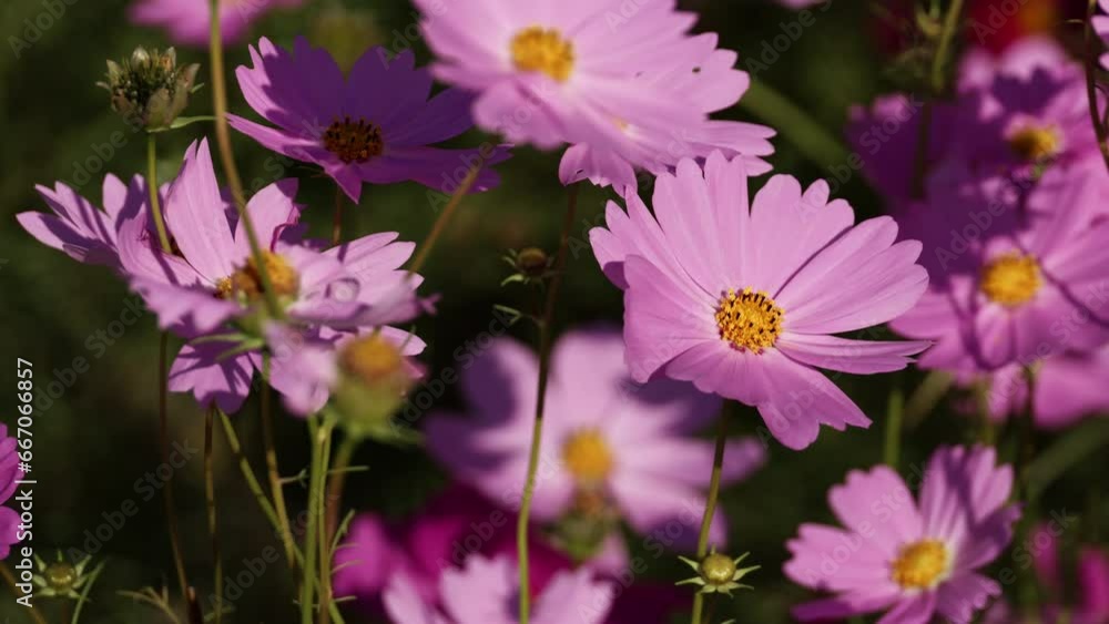Beautiful view of cosmos flowers blooming and swaying in wind in autumn or fall, Flora or blossom, 4K slow motion Beautiful view of cosmos flowers blooming and swaying in wind in autumn or fall, Flora or blossom, 4K slow motion
