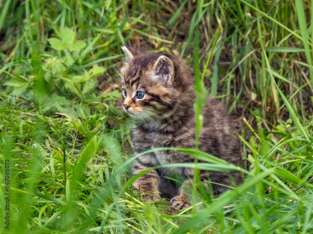 Scottish Wildcat Kitten in Grass Scottish Wildcat Kitten in Grass
