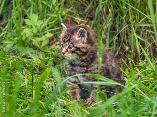 Scottish Wildcat Kitten in Grass © Stephan Morris 