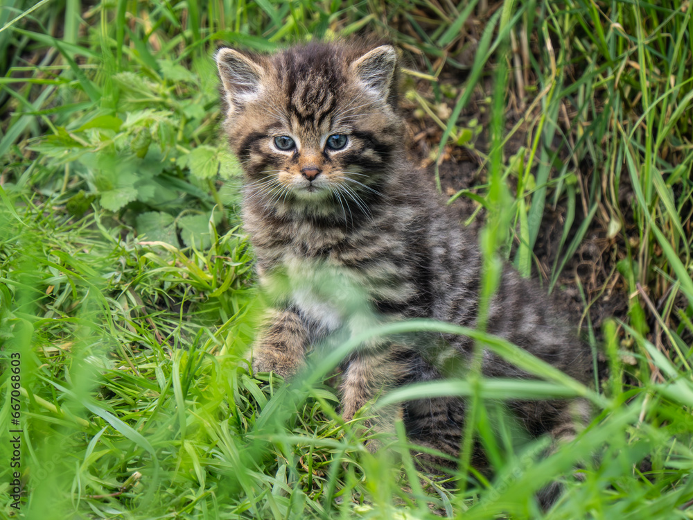 Scottish Wildcat Kitten in Grass Scottish Wildcat Kitten in Grass