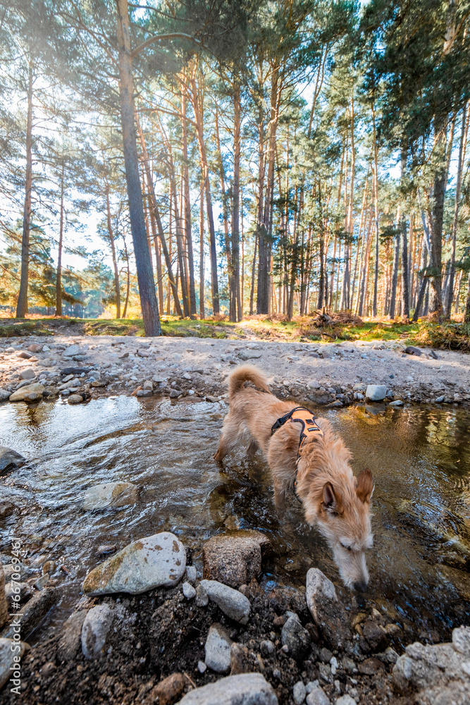 Wide-angle view of a wooded landscape with an animal drinking water from the river.