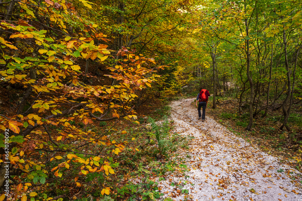 trail in Okreselj forest, julian alps, Slovenia, Central Europe, trail in Okreselj forest, julian alps, Slovenia, Central Europe,