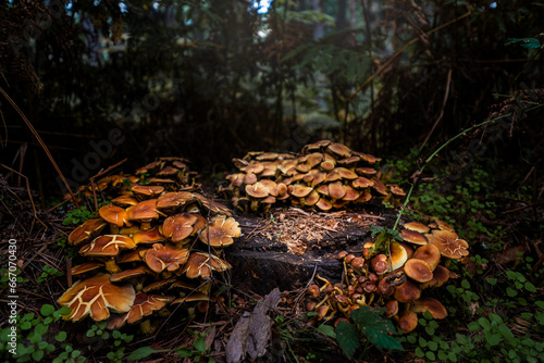 Huge group of orange mushrooms in the autumn forest